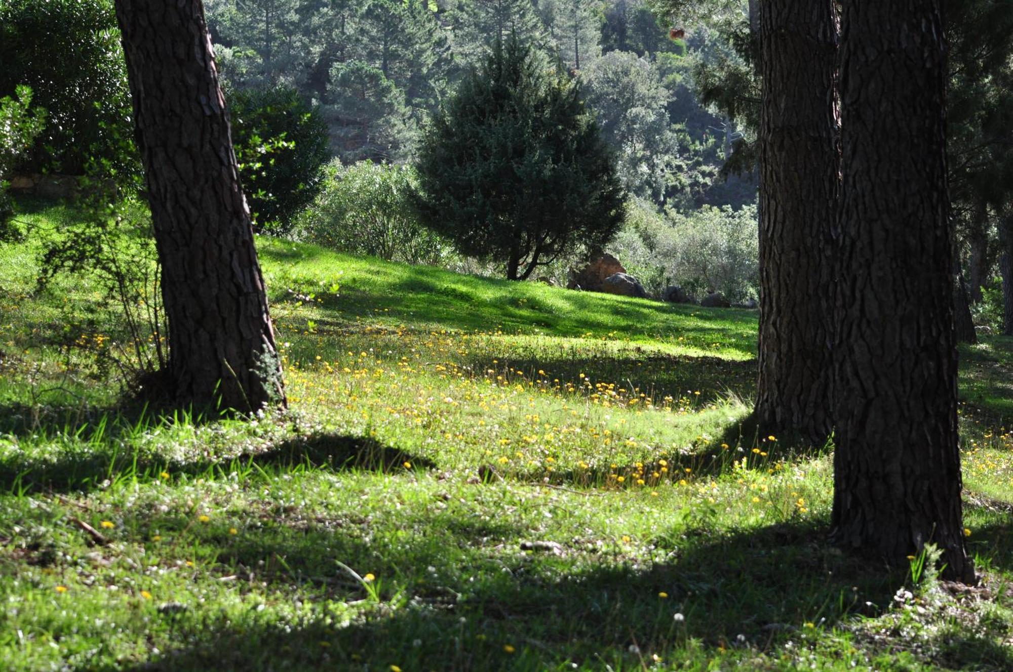 Domaine Codaleone Serriera  Chambre photo
